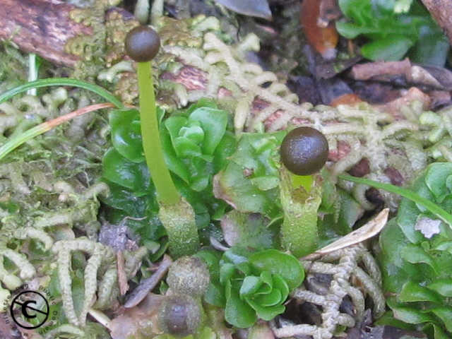 Treubia tasmanica sporophytes
