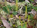 Young sporophytes
