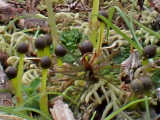 Mixed sporophytes