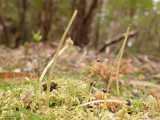Sporophyte cluster