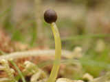Developing sporophyte