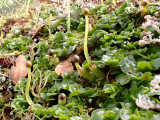 Sporophyte cluster
