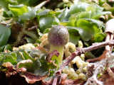 Developing sporophyte