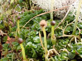 Young sporophytes