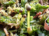 Mixed sporophytes