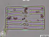 diatom 120410A