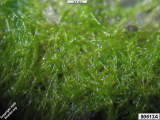 unidentified green algae