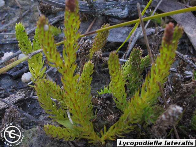 Lycopodiella lateralis