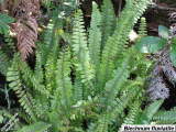 Blechnum fluviatile