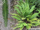 Blechnum nudum