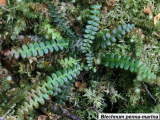 Blechnum penna-marina