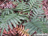 Blechnum wattsii