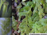 Crepidomanes venosum