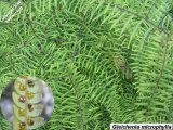 Gleichenia microphylla