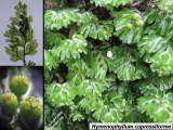 Hymenophyllum cupressiforme