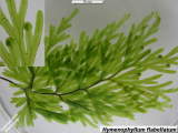 Hymenophyllum flabellatum