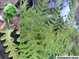 Histiopteris incisa