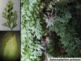 Hymenophyllum peltatum