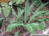 Polystichum proliferum
