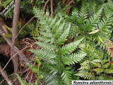 Rumohra adiantiformis