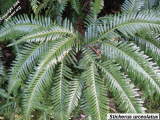 Sticherus urceolatus