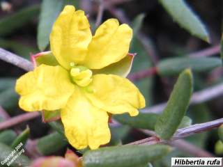 Hibbertia rufa flower