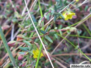 Hibbertia rufa plant