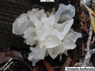 Blue Tier fungi