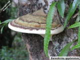 Ganoderma applanatum