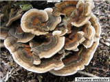 Trametes versicolor