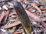 Cordyceps gunnii