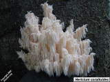 Hericium coralloides