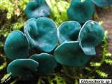 Chlorociboria  sp.