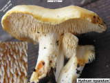 Hydnum repandum