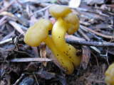 Leotia lubrica