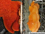 Pycnoporos coccineus