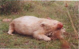 Image
of Big Snowy, the Wombat