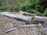 Image of
logs left on roadside