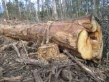 Image of log left after harvest
