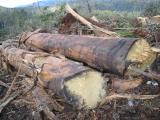 Image
of more mill logs left behind