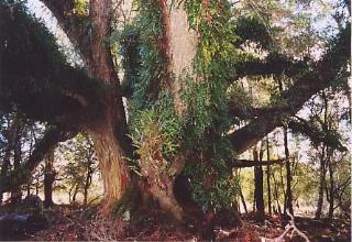 Image of old myrtle treetrunk hosting
epiphytes