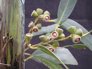 Image of E. subcrenulata trunk and seeds