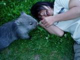 Eri feeding wombat friend
