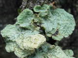 lichen 80726A