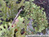 Pseudocyphellaria billardierei