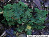 Pseudocyphellaria coronata