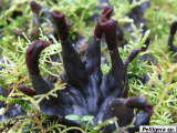 Peltigera sp.