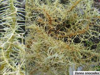 Blue Tier lichens