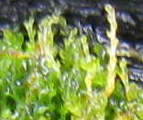 Cephaloziella exiliflora