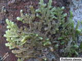 Frullania clavata